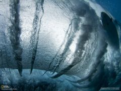 Tapeta National Geographic 641.jpg